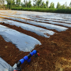 mulching Film
