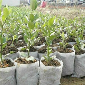 Potting tubes