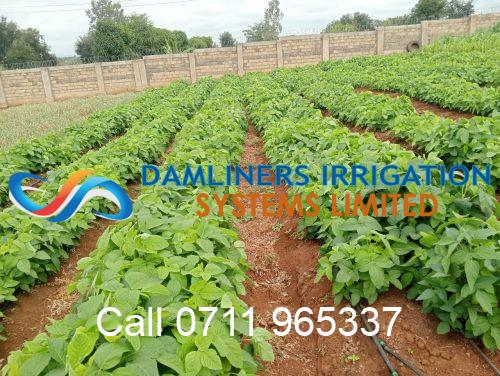 Upgrade your farm or garden with Drip Irrigation
